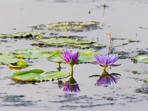 Lotus bloem in water en weerspiegelen — Stockfoto