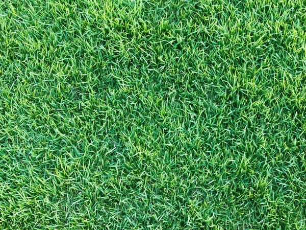 Textura de grama verde para web — Fotografia de Stock