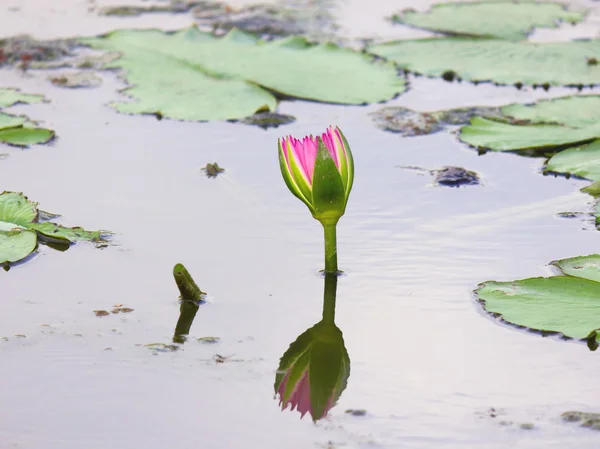 Flor de lótus na água e refletir — Fotografia de Stock