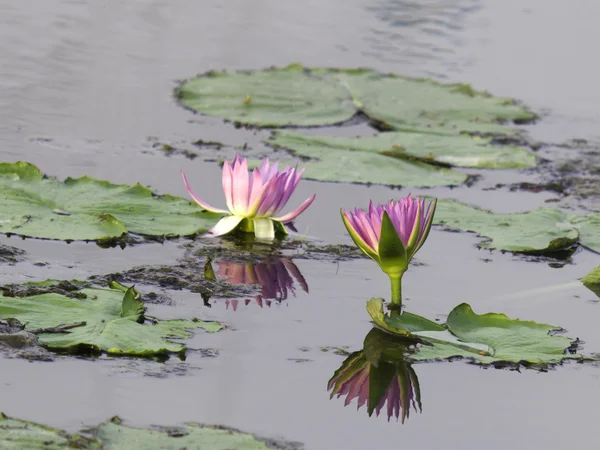Flor de lótus na água e refletir — Fotografia de Stock