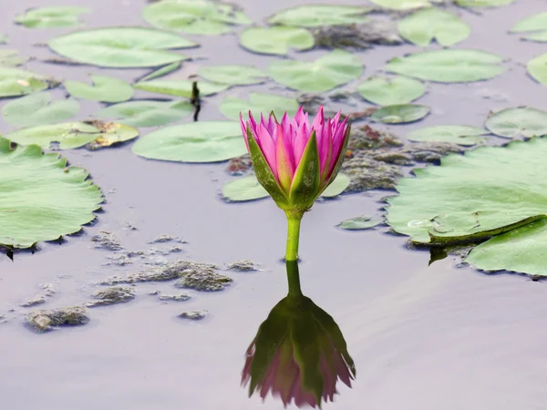 Lotus bloem in water en weerspiegelen — Stockfoto