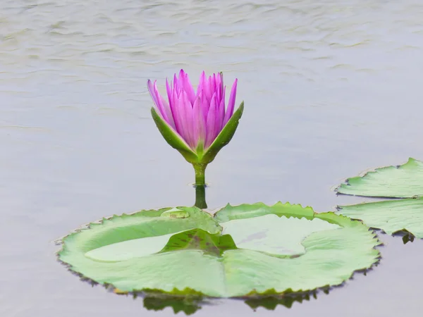 Lotosový květ ve vodě — Stock fotografie