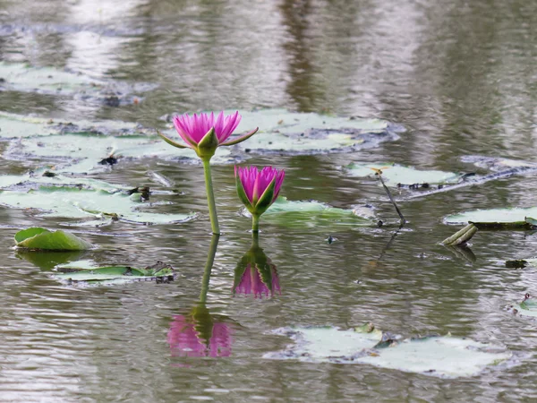 Цветок лотоса в воде и отражение — стоковое фото