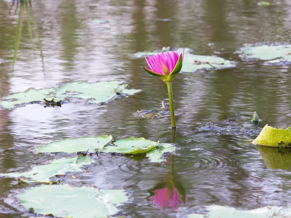 Flor de loto en el agua y reflejar —  Fotos de Stock