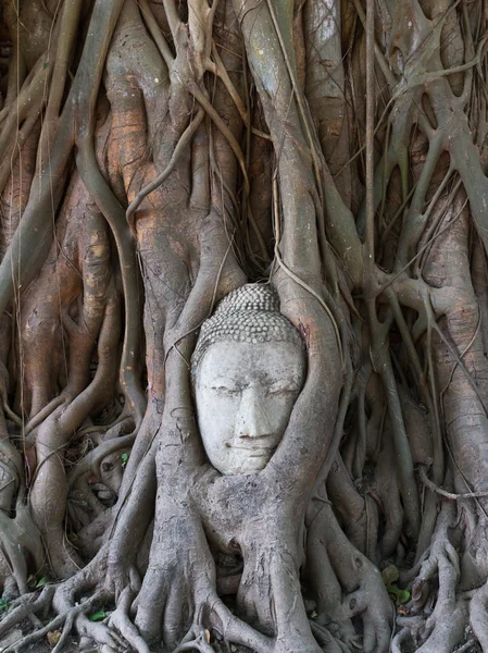 Statue de Bouddha dans les racines de l'arbre à, Ayutthaya, Thaïlande — Photo