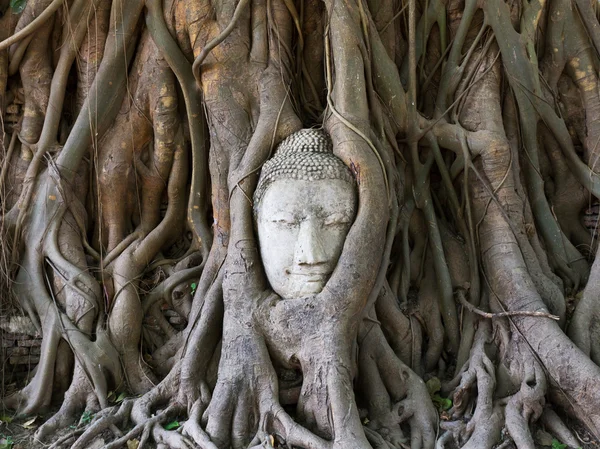 Statue de Bouddha dans les racines de l'arbre à, Ayutthaya, Thaïlande — Photo