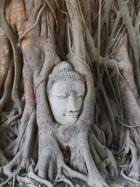 Socha Buddhy v kořeny stromu v ayutthaya, Thajsko — Stock fotografie