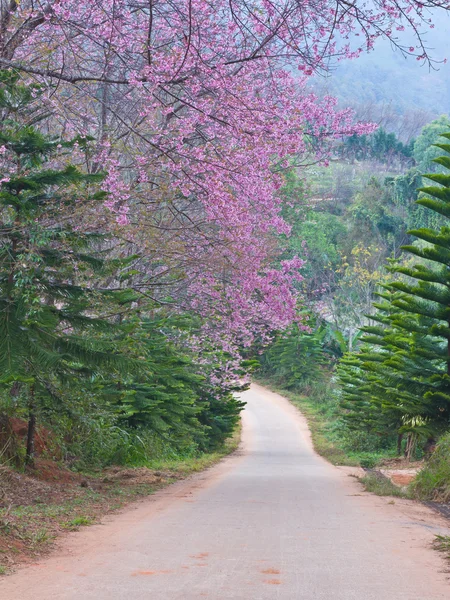 Pembe sakura çiçek ve kırsal köy yolunda — Stok fotoğraf