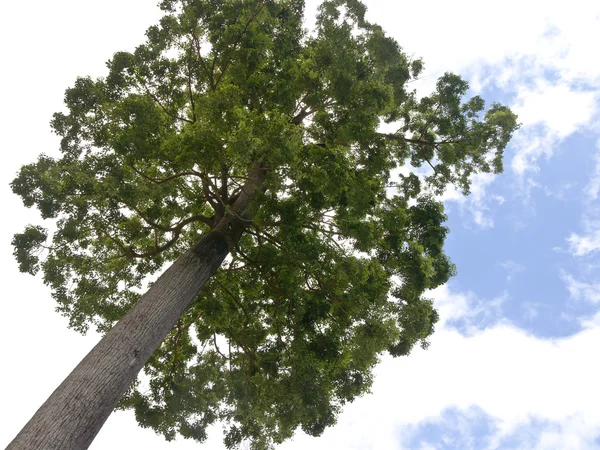 Ağaç ve güzel gökyüzü — Stok fotoğraf