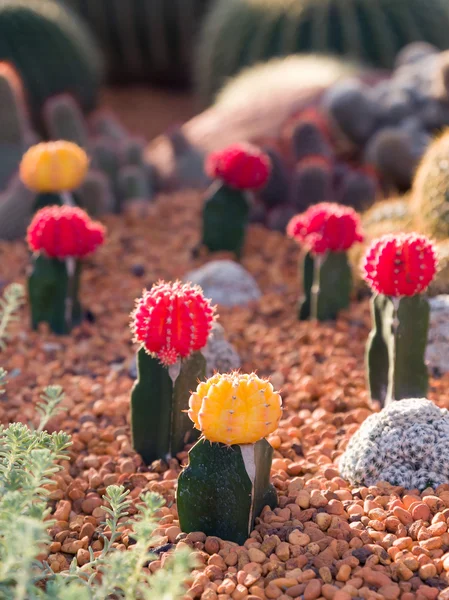 Coloful cactus — Stock Photo, Image