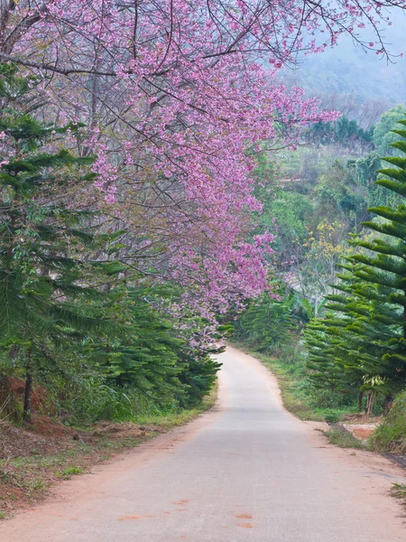 stock image Pink Sakura Flowers and country rural road