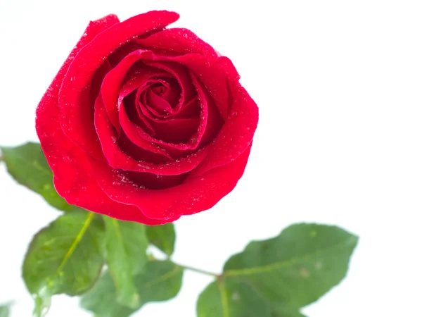 Rosa rossa e goccia d'acqua isolata su fondo bianco — Foto Stock