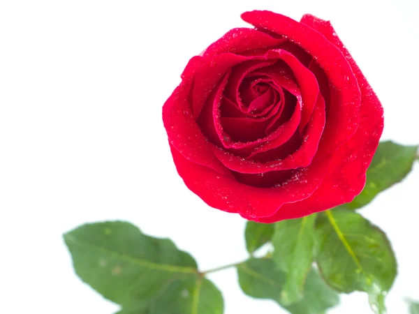 Rosa vermelha e gota de água isolada no fundo branco — Fotografia de Stock