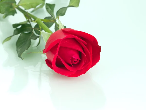 Rosa vermelha isolada no fundo branco — Fotografia de Stock