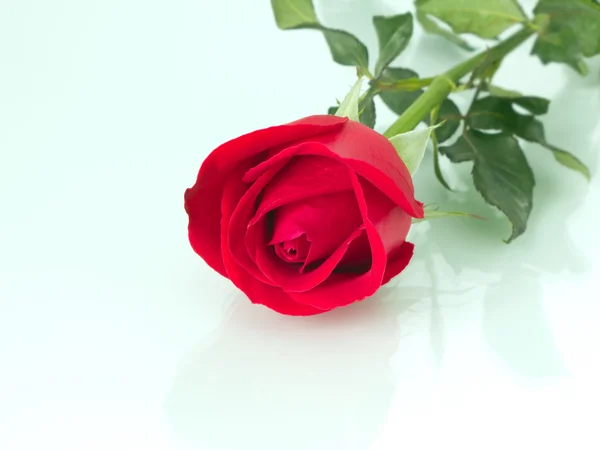 Rode roos geïsoleerd op witte achtergrond — Stockfoto