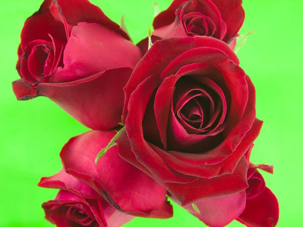 绿色屏幕上的红玫瑰 — 图库照片