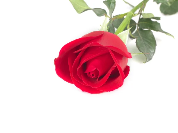 Rosa roja para ti —  Fotos de Stock