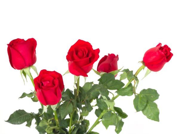 Rosa rossa per te — Foto Stock