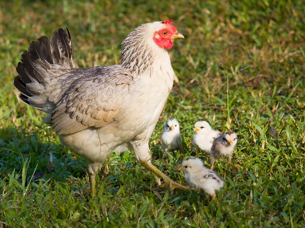 Alleinerziehende Mutter Huhn im grünen Gras — Stockfoto