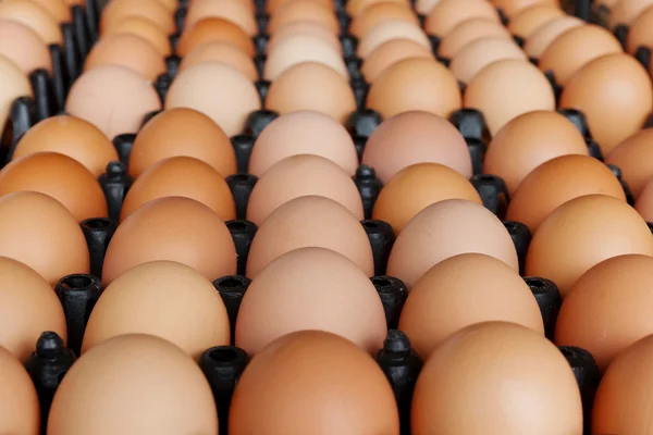 Close-up de ovos na placa recipiente — Fotografia de Stock