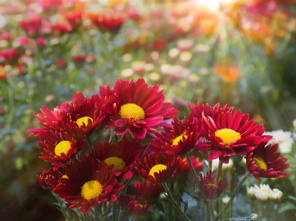 Vakker blomst og solstråle om morgenen – stockfoto