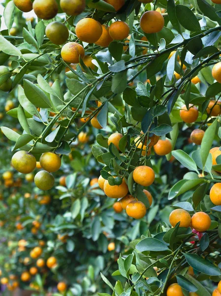 Beaucoup d'orange sur l'arbre — Photo