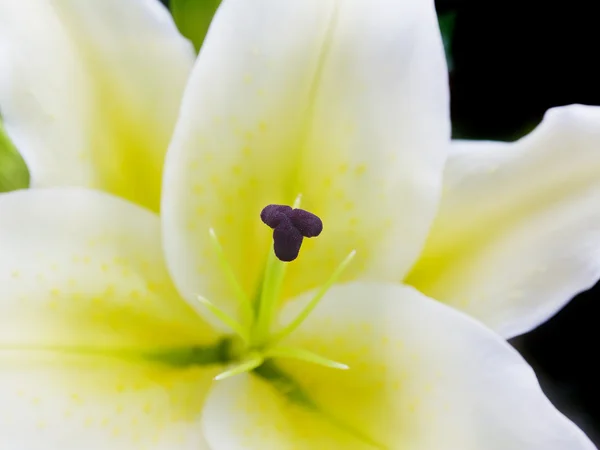 काले पृष्ठभूमि में सफेद लिली फूल बंद करें — स्टॉक फ़ोटो, इमेज