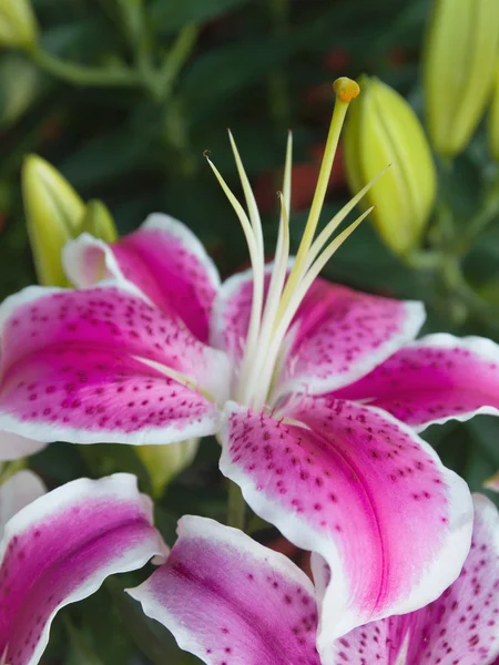 Hermosa flor rosa en el jardín —  Fotos de Stock