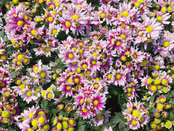 Papatya çiçek bahçe içinde güzel grup — Stok fotoğraf