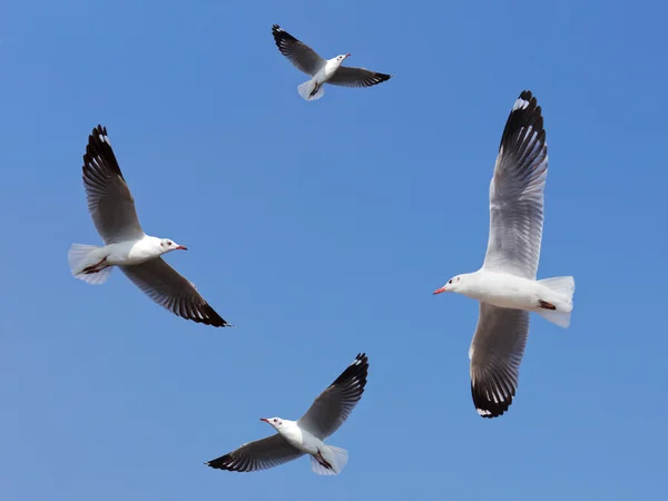 stock image Seagull flying on beautiful blue sky