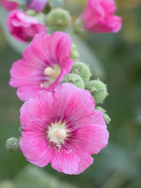 Rózsaszín virág a kertben — Stock Fotó