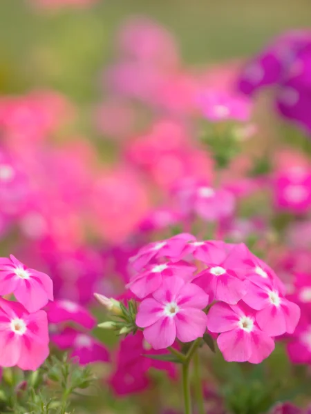 Rózsaszín virág a kertben — Stock Fotó