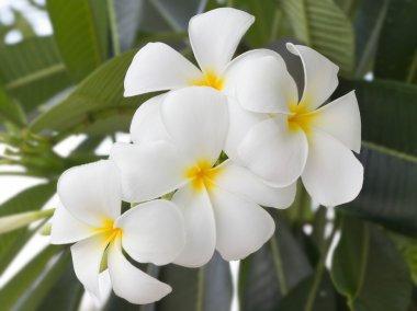 Plumeria flowers on tree clipart