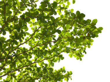 Green leaf on tree isolated on white background clipart