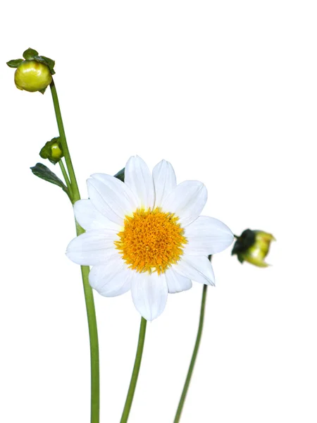 White flowers on white background — Stock Photo, Image