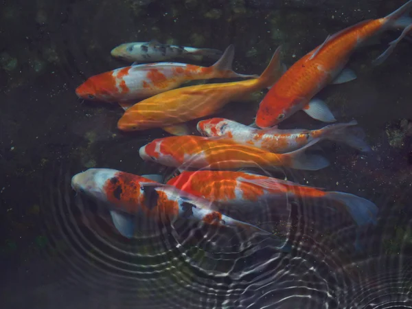 Koi fish with water ripple — Stock Photo, Image