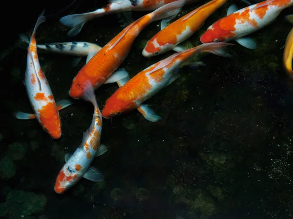 Pesce di Koi — Foto Stock