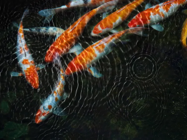 锦鲤鱼用水波纹 — 图库照片