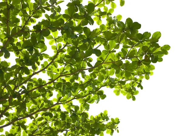 Hoja verde sobre árbol aislado sobre fondo blanco — Foto de Stock
