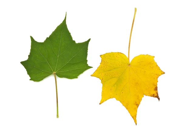 stock image Green and yellow leaf on white background