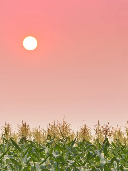 Puesta de sol en el cielo sobre el maíz del campo — Foto de Stock