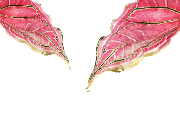Падіння води на рожевому листі ізольовано на білому — стокове фото