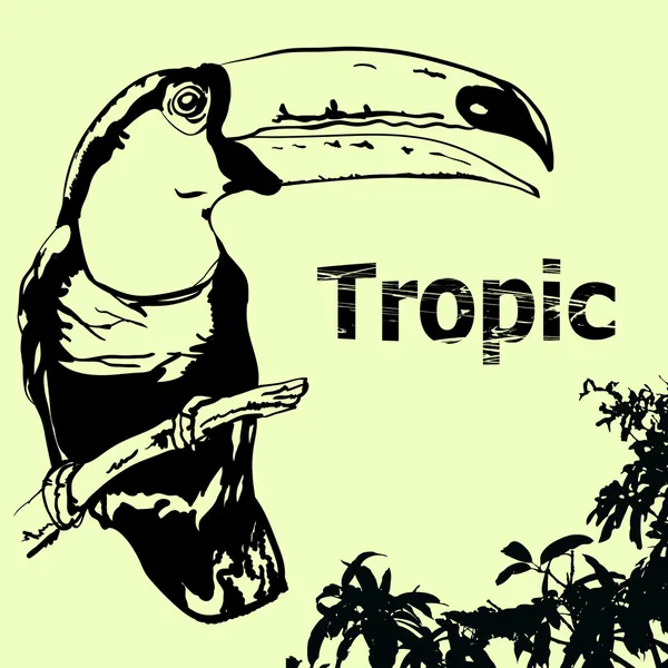 热带-2 — 图库矢量图片