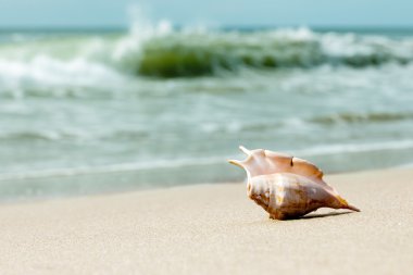 Shell on the beach clipart