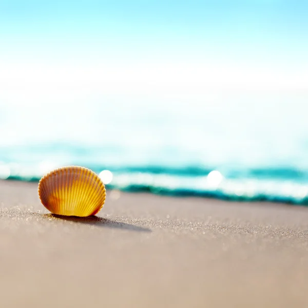 海滩上的贝壳 — 图库照片