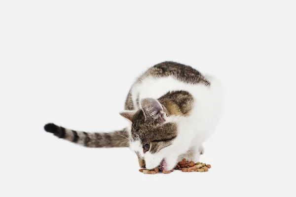 猫を食べる — ストック写真