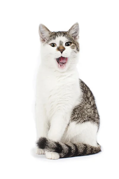 Şarkı söyleyen kedi Telifsiz Stok Imajlar