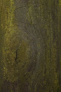 Moss on the tree bark clipart