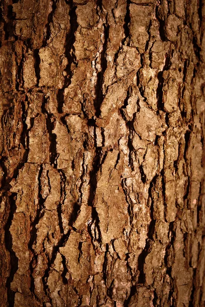 Musgo na casca da árvore — Fotografia de Stock