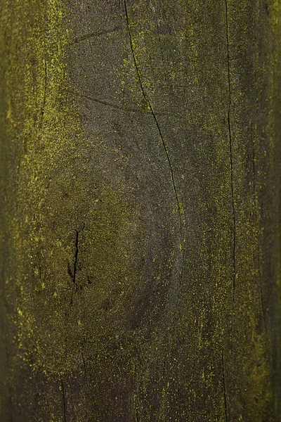 Moos auf der Baumrinde — Stockfoto